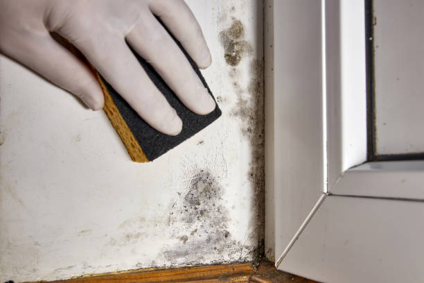 Best Mold Documentation for Insurance Claims  in Marianne, PA